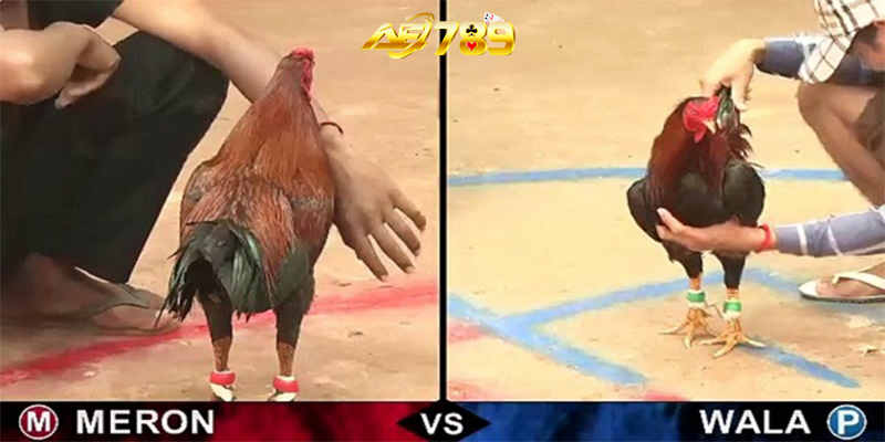 Đá gà trực tiếp ngay trên điện thoại vô cùng đơn giản